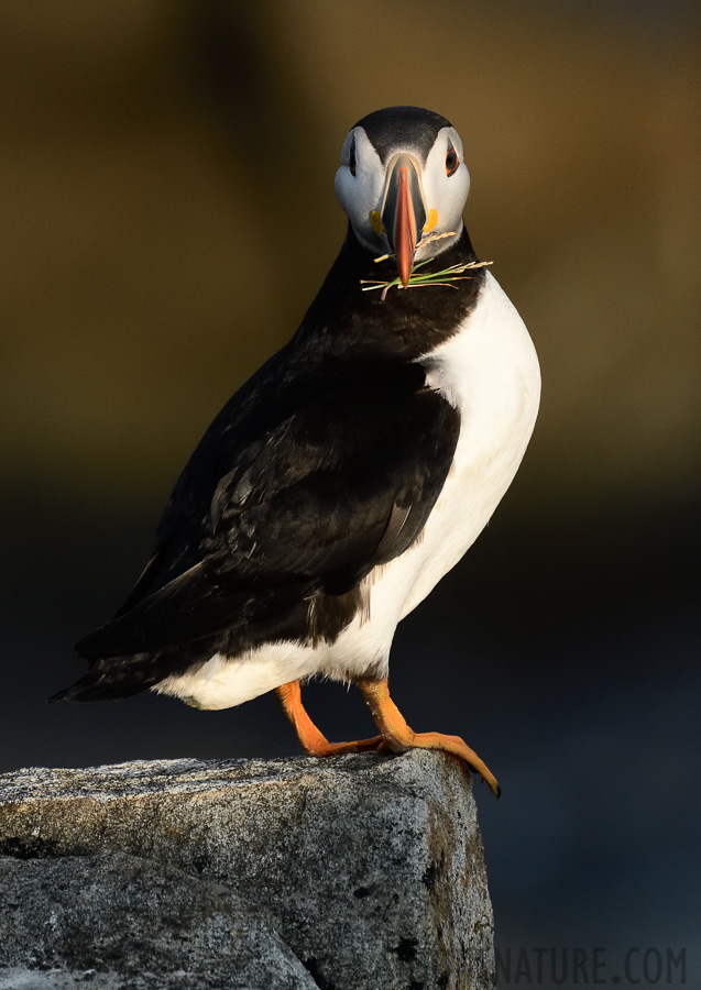 Fratercula arctica [380 mm, 1/2500 Sek. bei f / 8.0, ISO 1600]